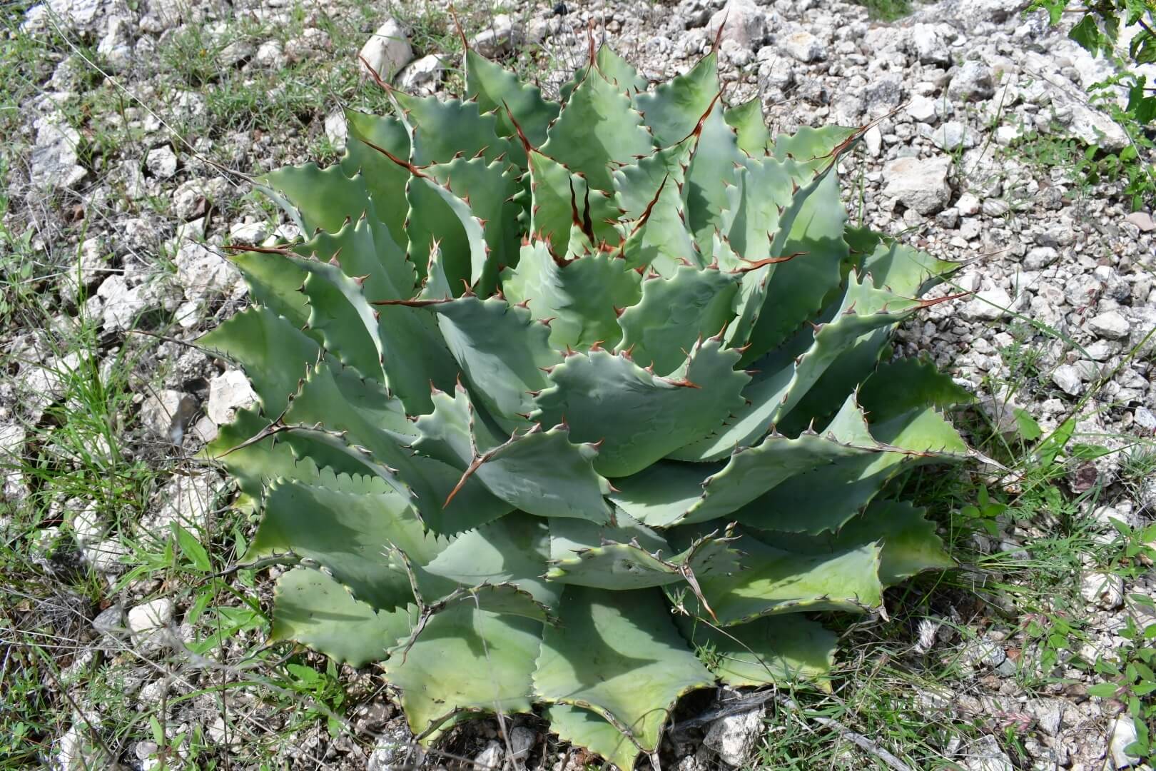 Agave potatorum